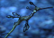 020813_seadragon.jpg