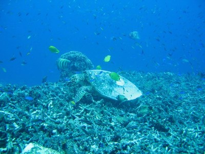 lombok