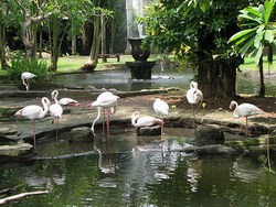 mini-bali-bird-park1