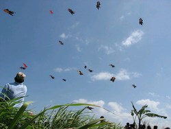 mini-bali-kite.jpg