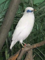 mini-bali-starling1.jpg