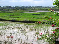 rice field