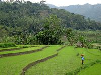 balinese woman in sawah