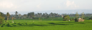 sawah