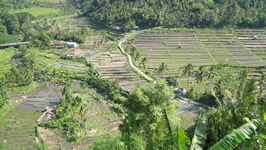 sawah