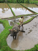 farmer bali