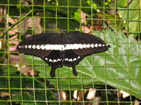 butterfly park