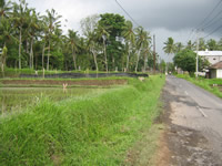 ubud area