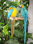 parrots