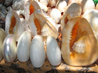 conch shells jimbaran bali
