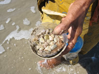 shells in jimbaran bali