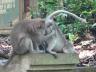 monkey forest ubud