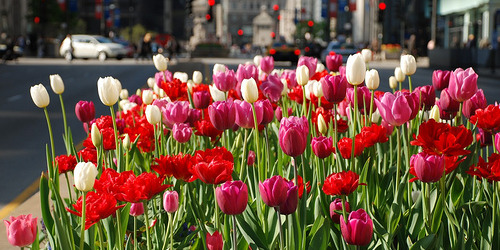 chicagotulips