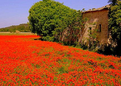 provence2