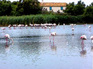 camargue1