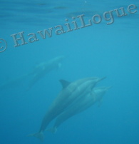dolphins underwater at Kealakekua Bay
