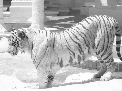 Tiger in Las Vegas