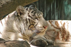 white-tiger-mirage