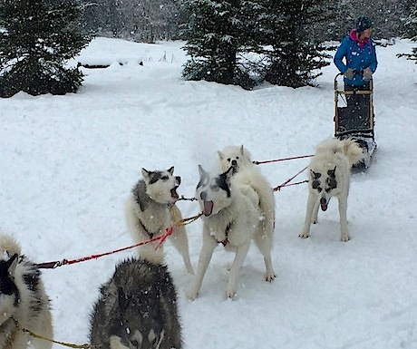 DogSledding