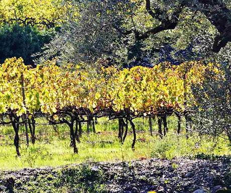 Wine Tourism Spain 