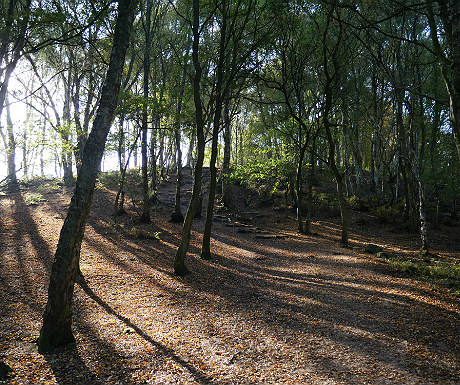 Bickerton Hill