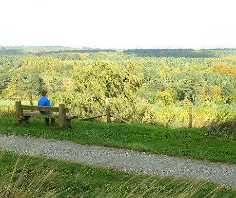 Delamere Forest