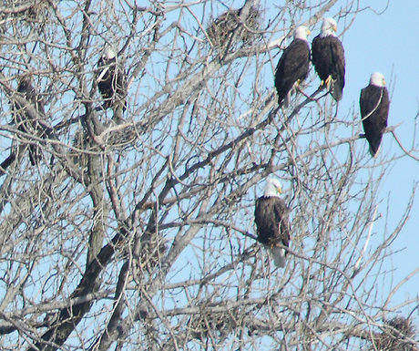 Eagles Starved Rock