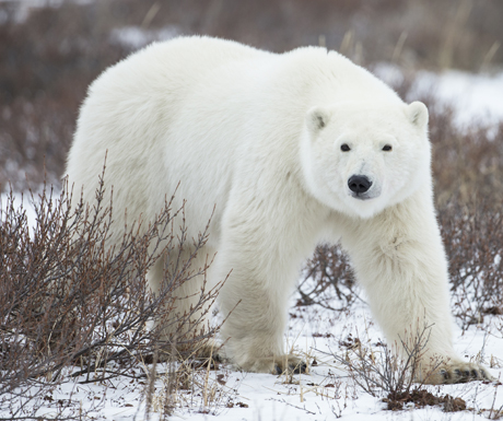 A Polar Bear in Manitoba