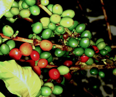 Rwandan coffee beans
