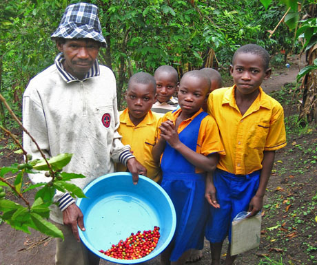 Rwanda Coffee Plantation