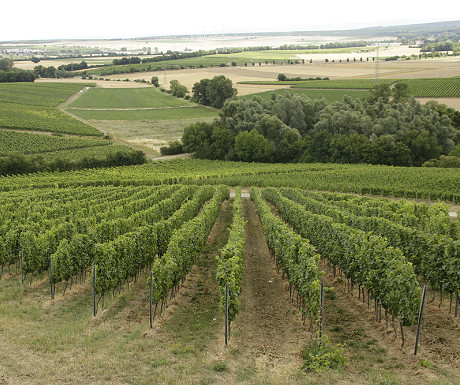 Vineyard