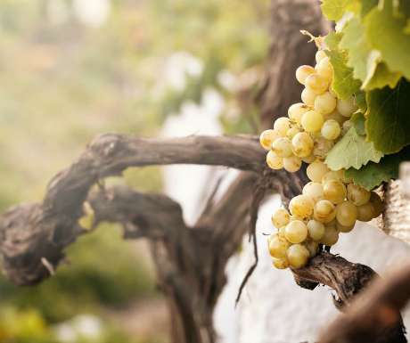 Santorini vineyard