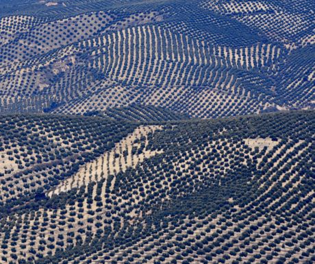 Olive Groves Forever