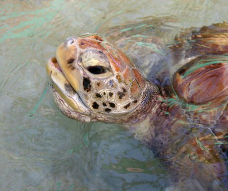 Snorkel the cays