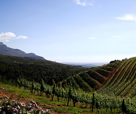 Tokara Estates