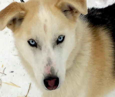 My fave sled dog