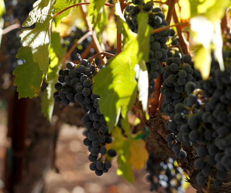 Wine in Napa Valley