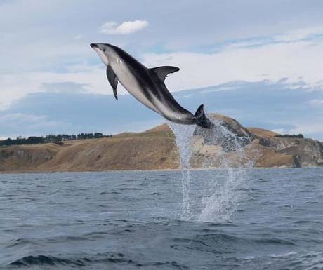 Whale watching, Kaikoura