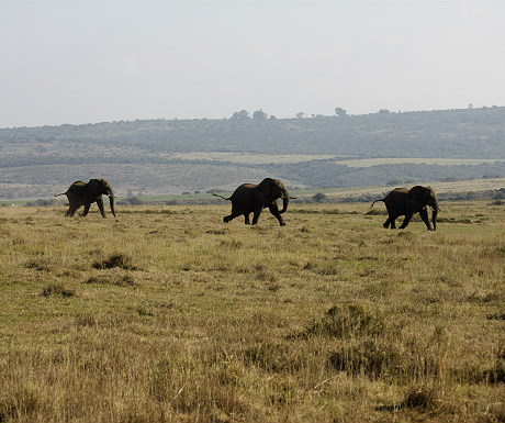 Elephants