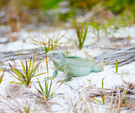 Iguana