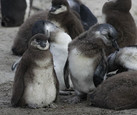 Penguins at Boulders Beach