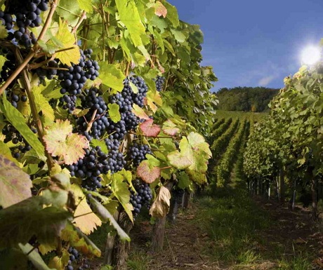 Algodon Wine Estates, San Rafael