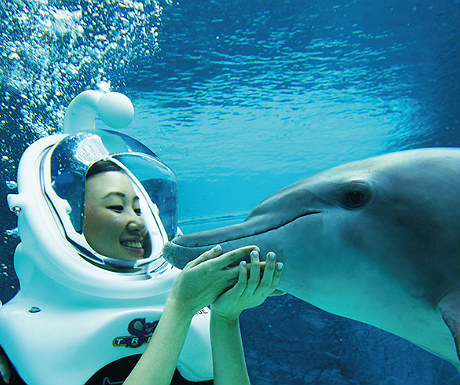 Dolphin Experience at Resorts World Sentosa