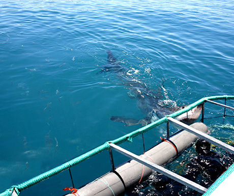 Shark cage diving