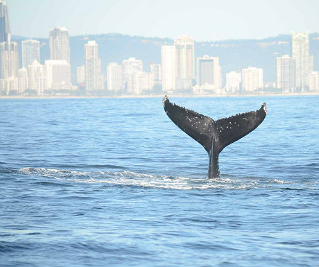 Gold Coast whale