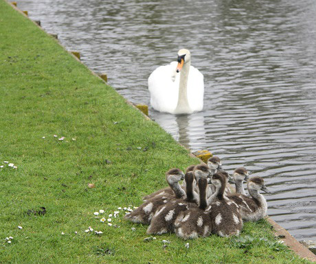 Hampton Court swan
