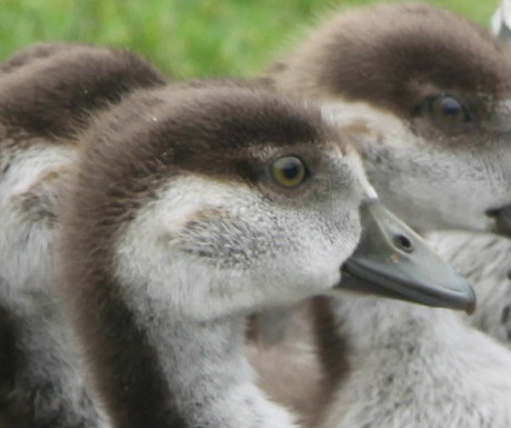 Hampton Court cygnets