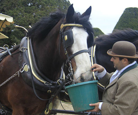 Hampton Court horses