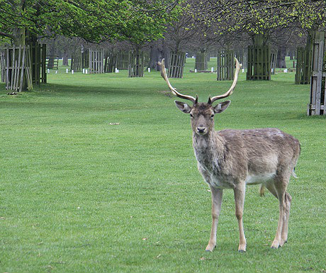 Bushey Park deer