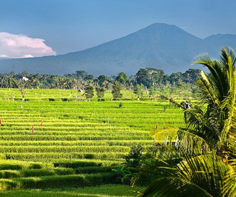 Rice fields